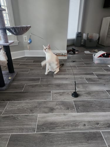 Customer photo review of Interactive Bird Simulation Cat Toy Set