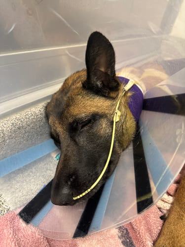 Customer photo review of Classic Heavy-Duty Tactical No-Pull Team K9™ Dog Harness With Front & Back D-Rings, Quick-Release Metal-Buckles, Hook & Loop Panels, & Top Handle