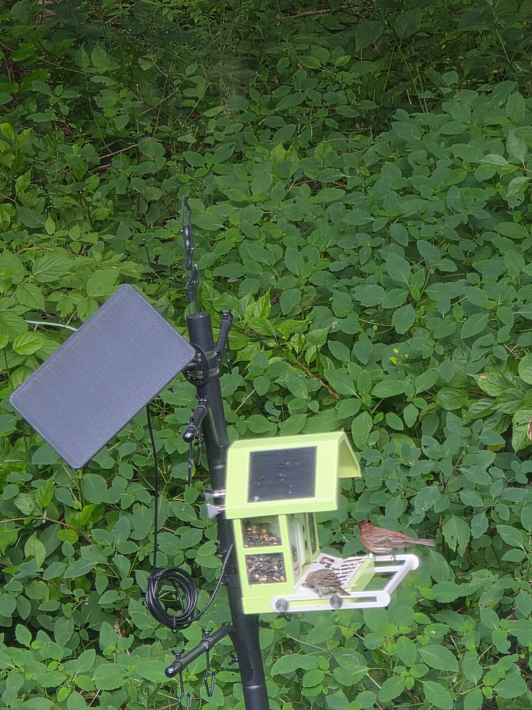 Customer photo review of Birdfy Solar Panel (Type C) - Bird Feeder Camera Solar Panel