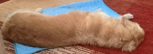 Customer photo review of Emmalove - Kühlmatte Für Den Sommer