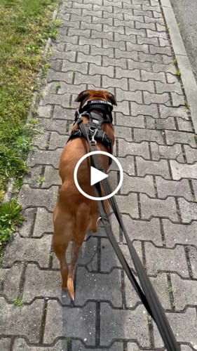 Customer video review of Air Harness | Anti-Pull & With Handle - Black
