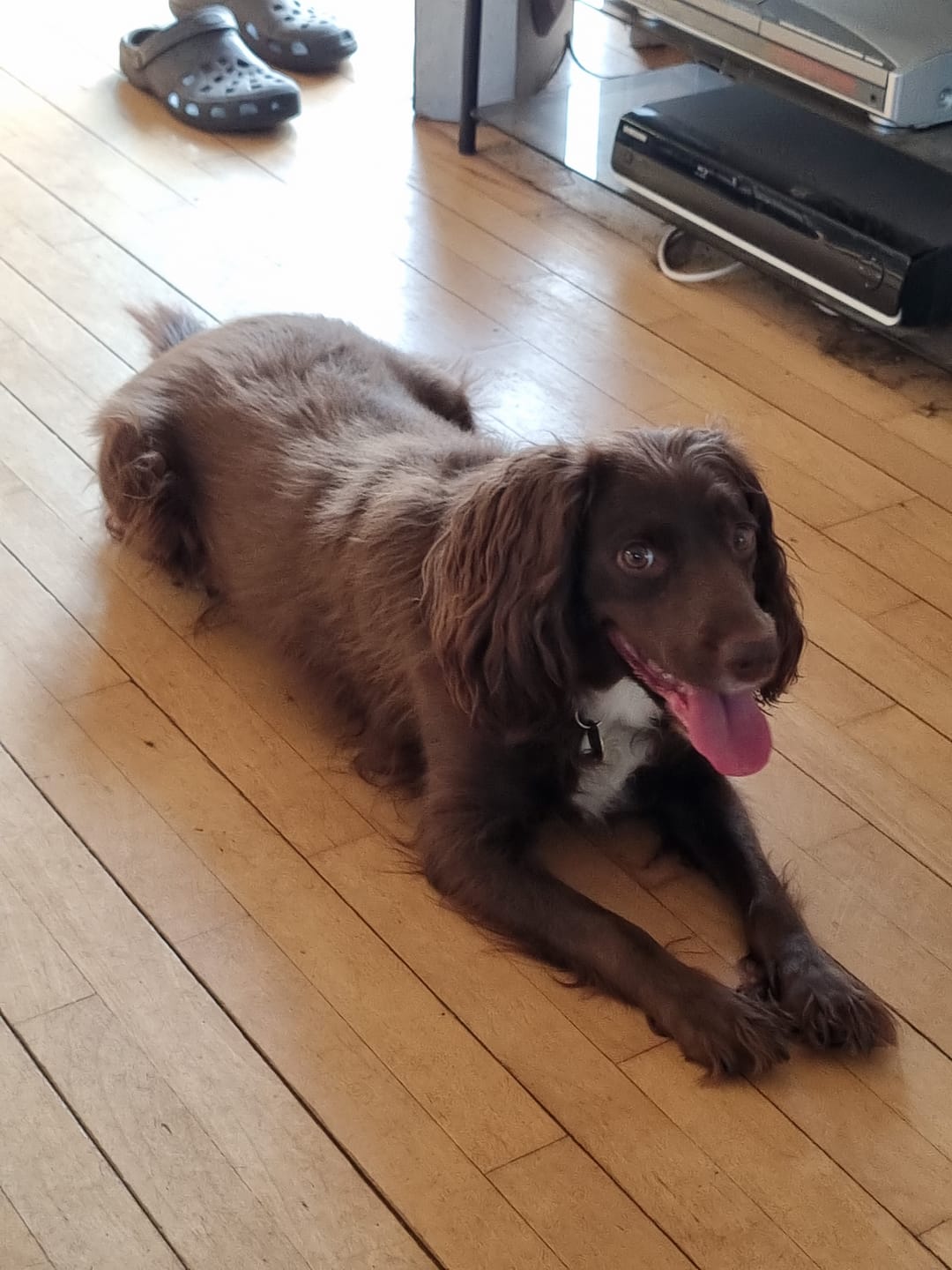 Customer photo review of Dog Copenhagen Urban Style™ Halsbånd - Desert Dune