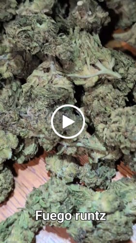Customer video review of Bulk THCA Flower Pounds