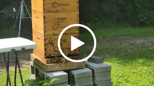 Customer video review of BeeCastle Logo Free Wax Dipped 10 Frame Unassembled Brood Deep Boxes,Premium Cedar Wood Bee Boxes with Pine Wooden Frame and Beeswax Plastic Foundation for Elevated Beekeeping.
