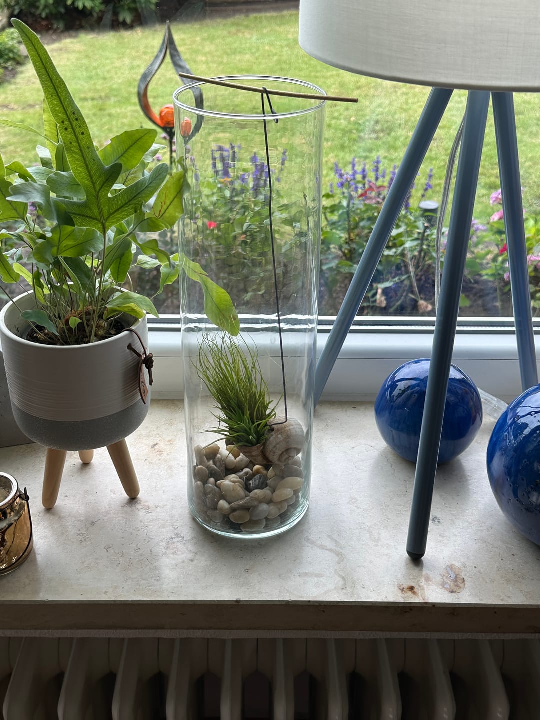 Customer photo review of Tillandsia schiedeana major - Mini Pulk