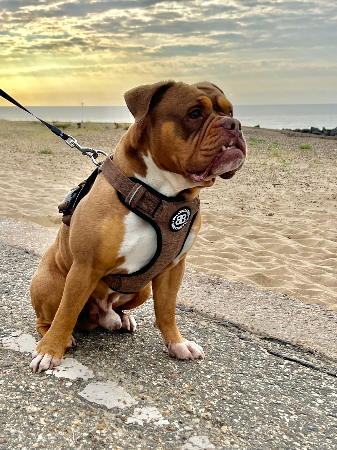 Customer photo review of Premium Comfort Herringbone Harness | Non Restrictive - Classic Tan