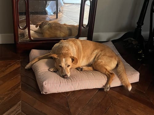 Customer photo review of Materassino Sfoderabile Cotone Righe Strette Bordeaux