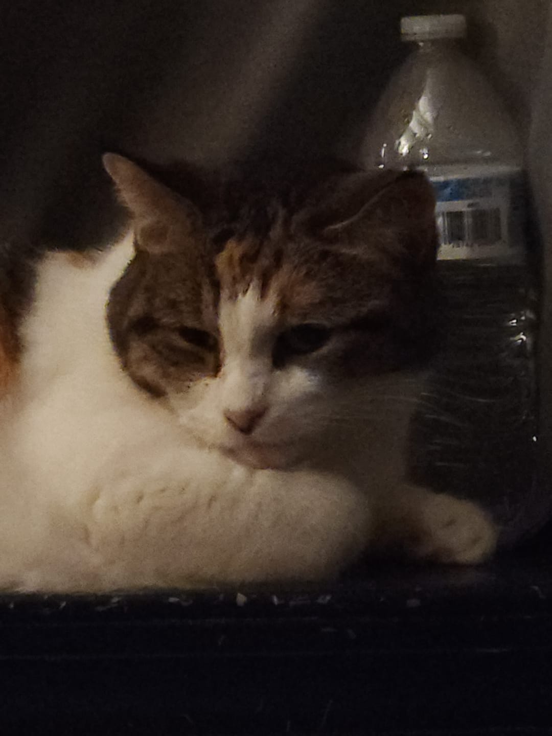 Customer photo review of Cat UTI & Kidney Support Remedy