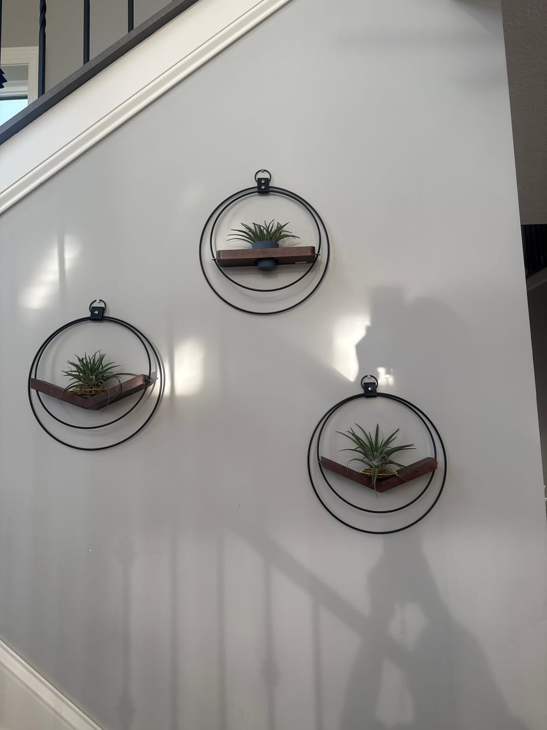 Customer photo review of Air Plant V-Hanger & Shelf Mixed Trio