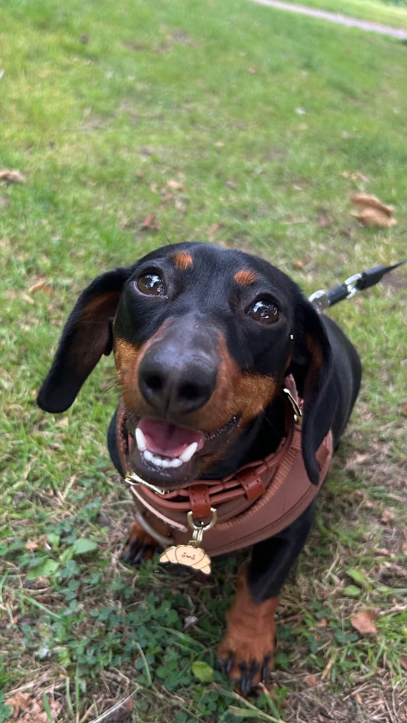Customer photo review of Hazelnut Dog Lead