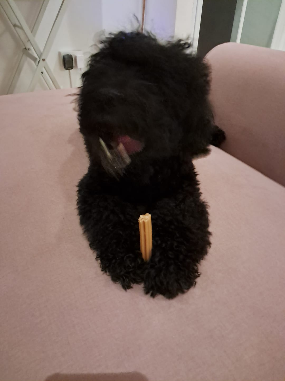 Customer photo review of Dental Chew • Large Package