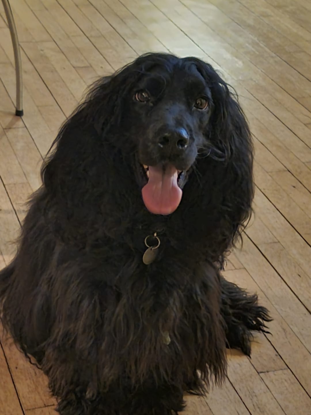 Customer photo review of Dog Copenhagen Urban Style™ Halsbånd - Black