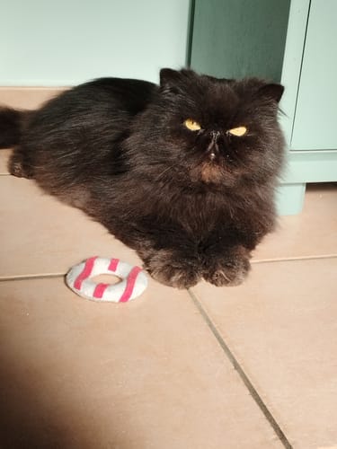 Avis photo d'un client sur Croquettes Chat Stérilisé Sans Céréales - Poulet