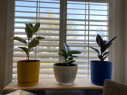 Customer photo review of Plant Food