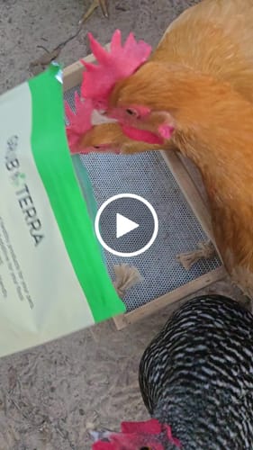 Customer video review of GrubTerra Dried Larvae Sample FREE