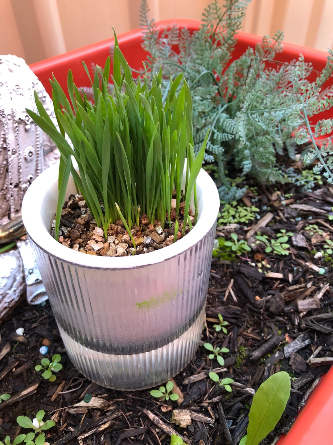 Customer photo review of MICHU All-in-One Soil-Free Cat Grass Grow Kit with Australian Seed and Mulch, Made in Australia