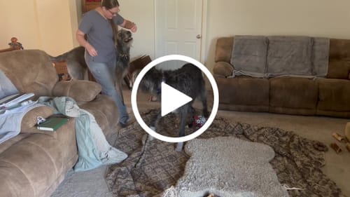 Customer video review of All Weather Dog Booties - Doccasins - 1 pair