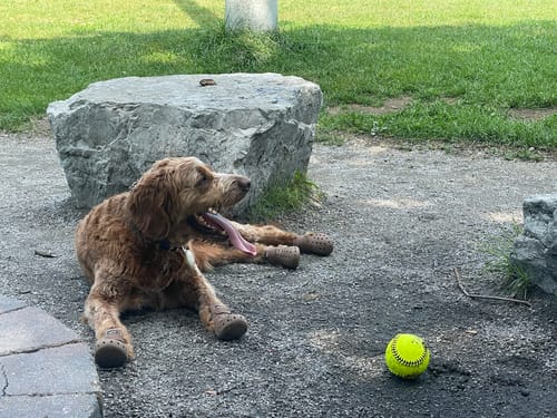 Customer photo review of WagWellies® Mojave