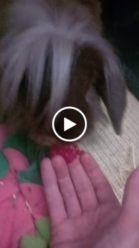 Customer video review of Box Summer Bunny - La fraicheur pour l'été