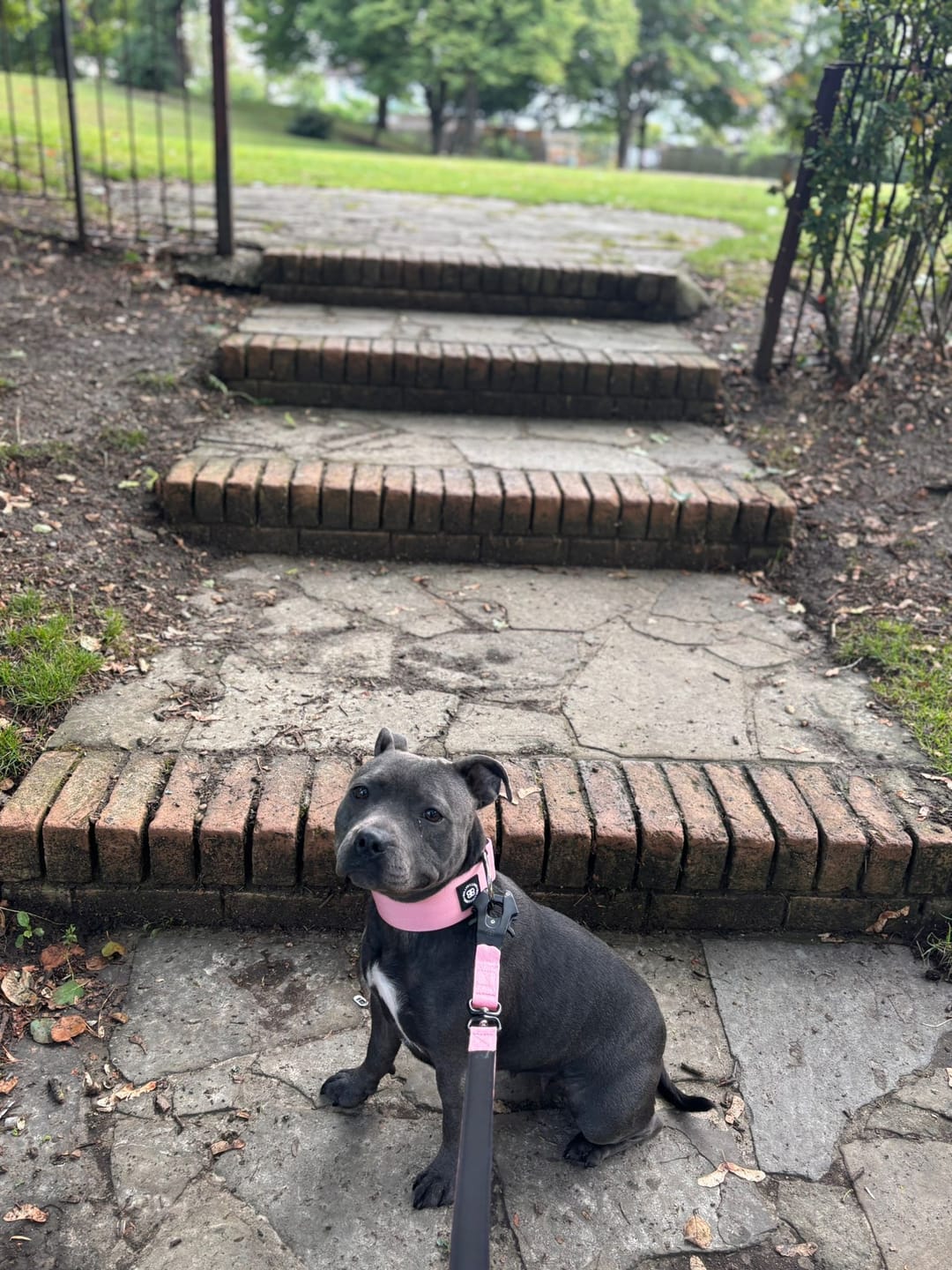 Customer photo review of 1.4m Swivel Combat Lead | Anti-Tangle & Secure Clip - Pink