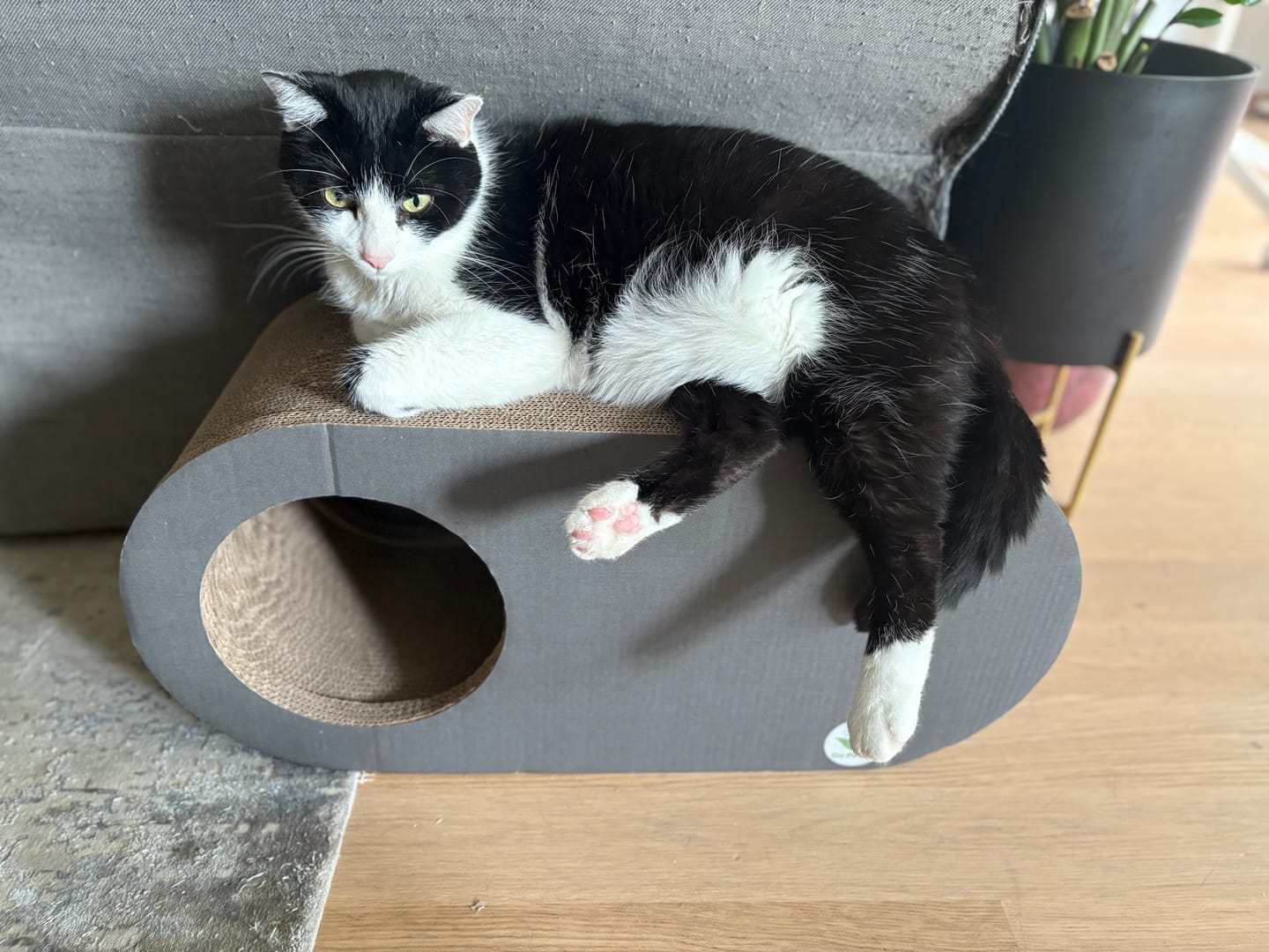 Customer photo review of Kratzmöbel Cozy Cave