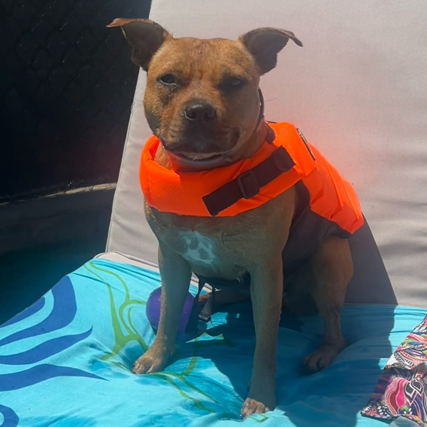 Customer photo review of Staffordshire Bull Terrier 1935® Life Jacket - Neon Orange