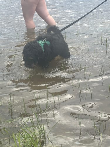 Customer photo review of Solace Adjustable Dog Harness