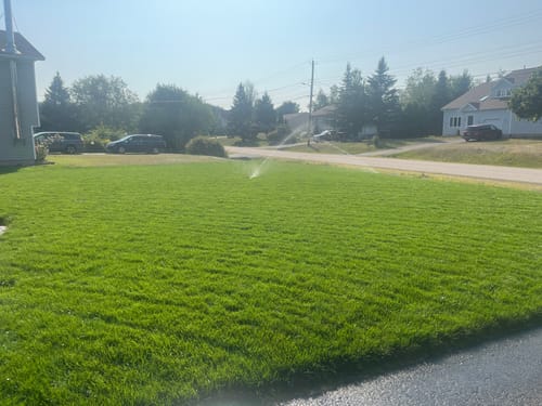 Customer photo review of Par 3 Herbicide Lawn Weed Killer 4L