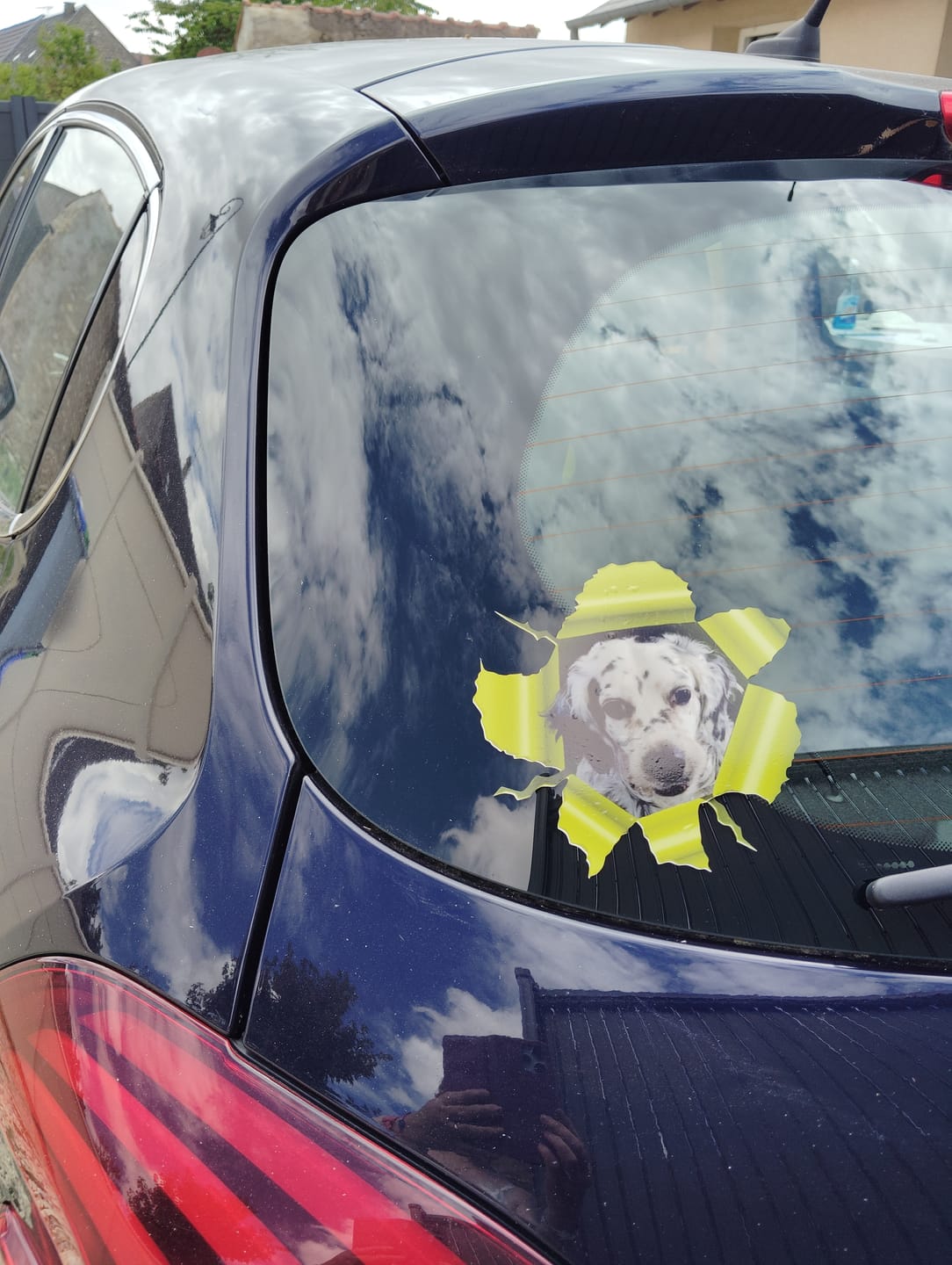 Customer photo review of Photo animal curieux - Autocollant pour voiture personnalisé