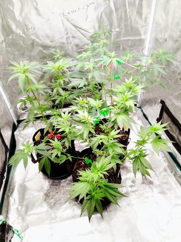 Customer photo review of Hanfsteckling | Seriotica