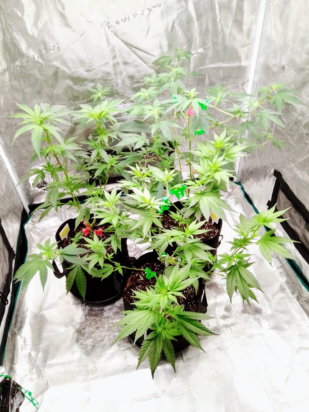 Customer photo review of Hanfsteckling | Seriotica