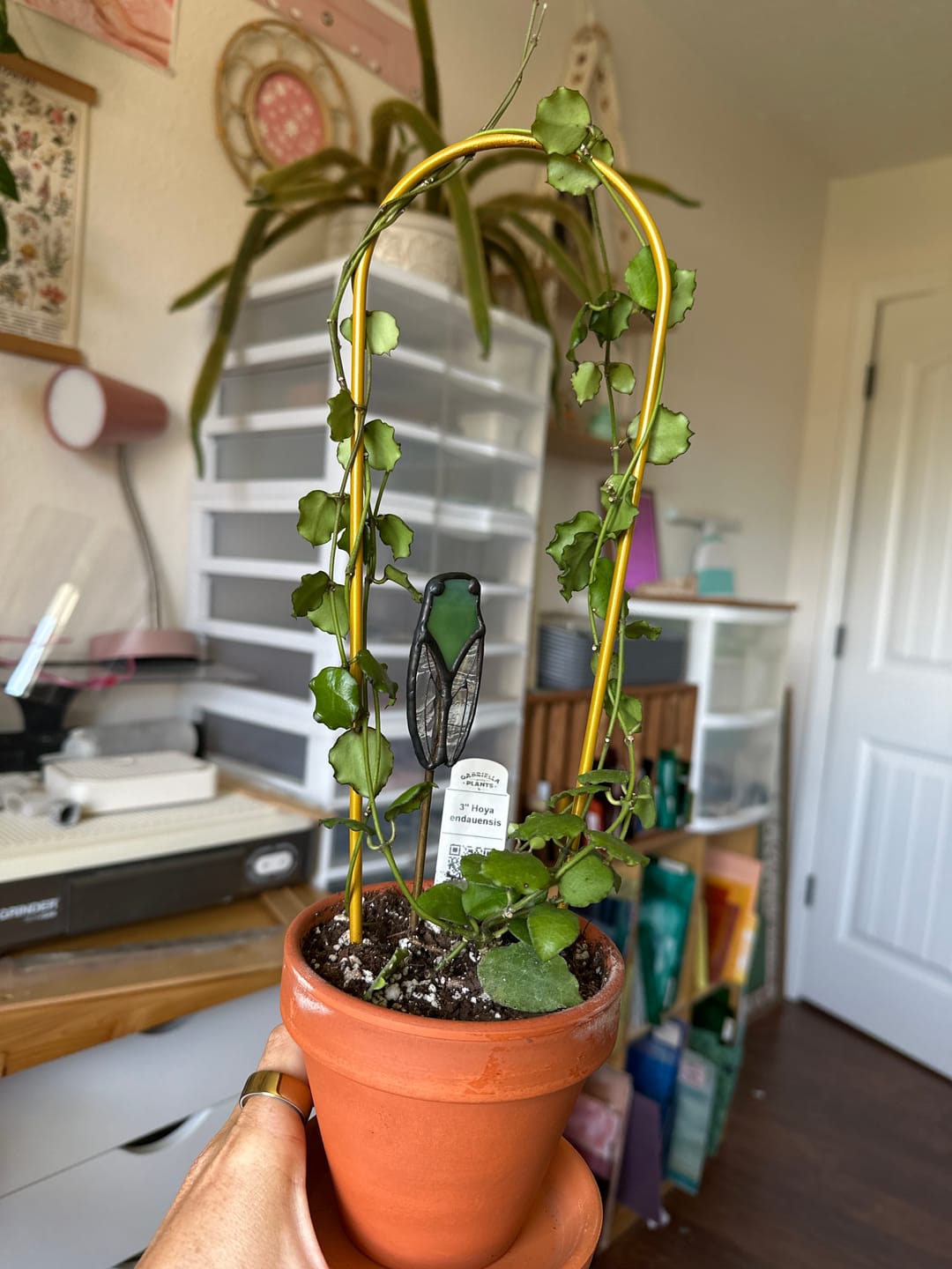 Customer photo review of Hoya endauensis