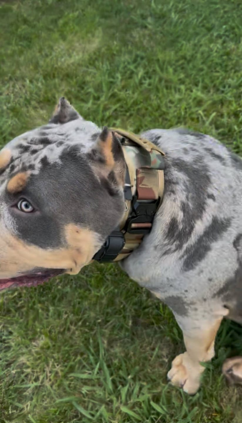 Customer photo review of 2.5" ProGuard Collar