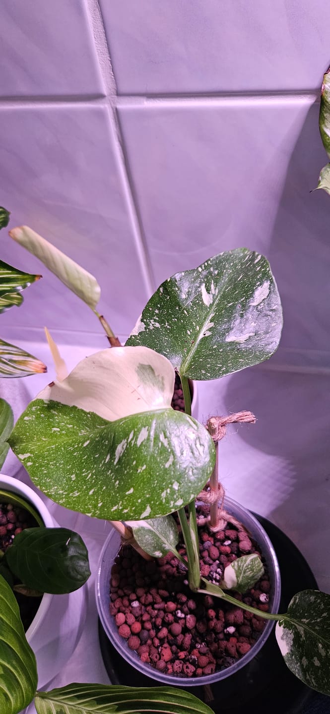 Customer photo review of MONSTERA THAI CONSTELLATION