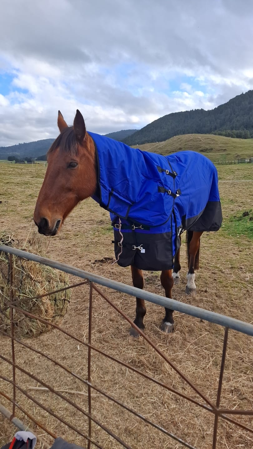 Customer photo review of NZ Tack Duke 1200d Detacha-neck