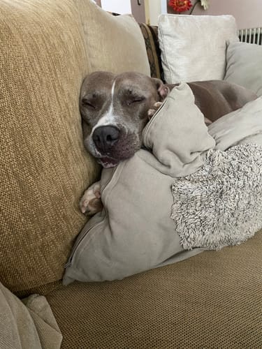 Customer photo review of Grain Free Cordero