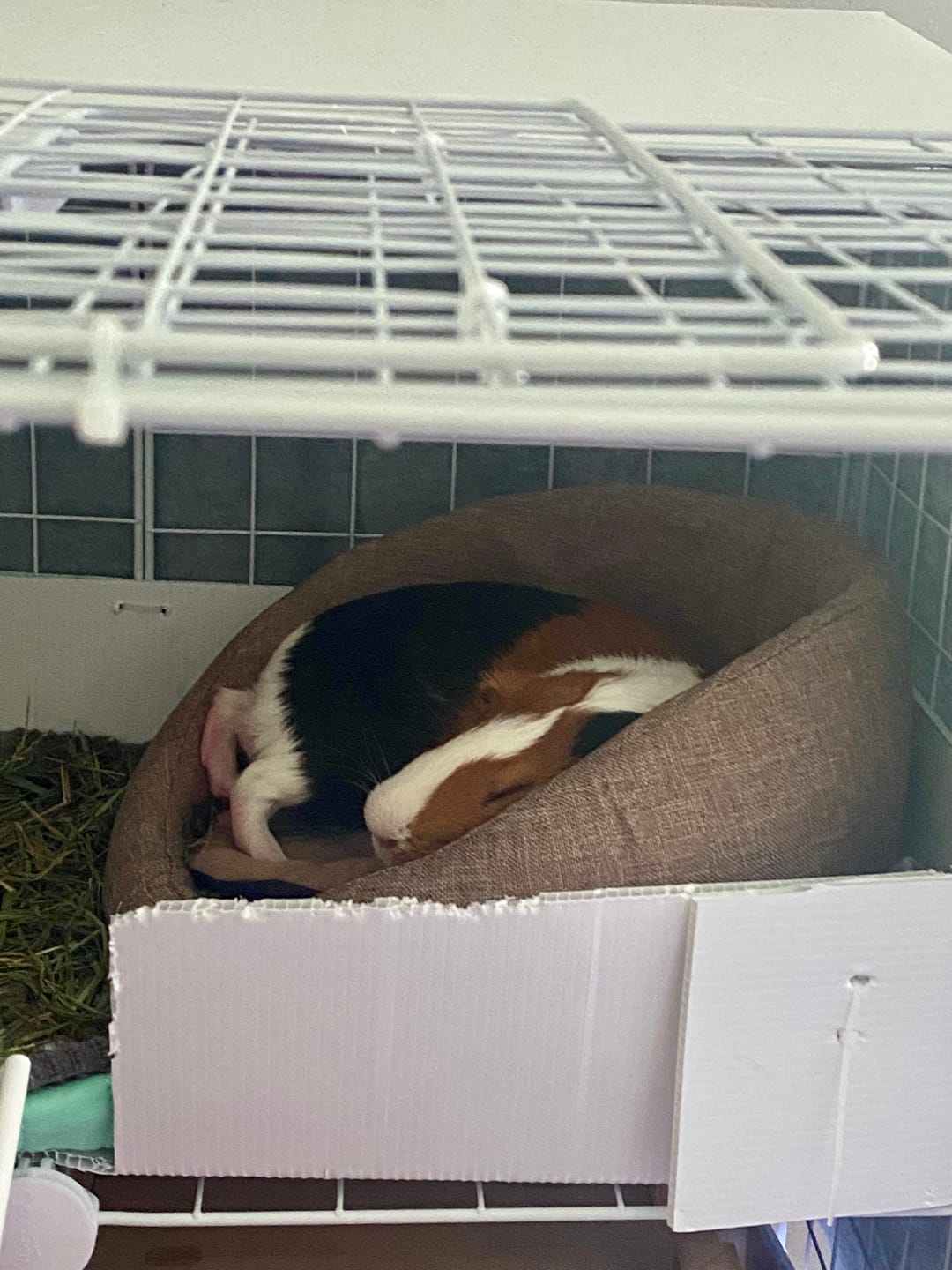 Customer photo review of GuineaDad Comfy Couch Memory Foam Sofa
