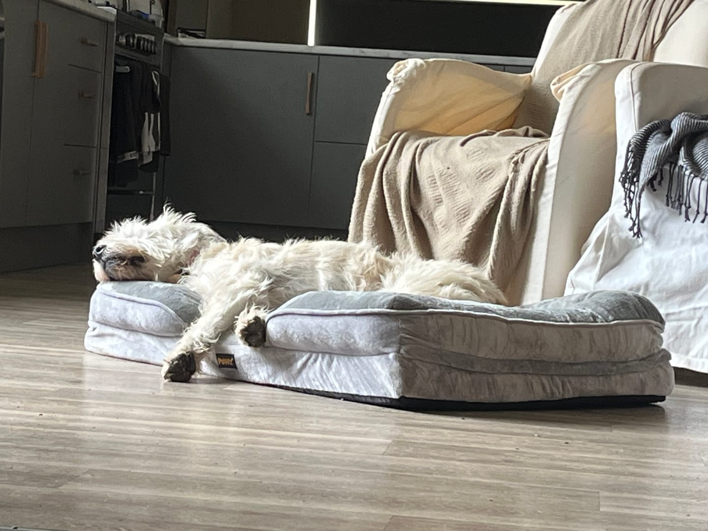 Customer photo review of PaWz Premium Memory Foam Pet Sofa Bed