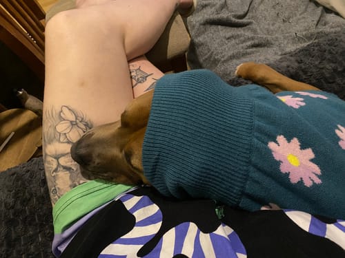 Customer photo review of Flower Knit Dog Sweater