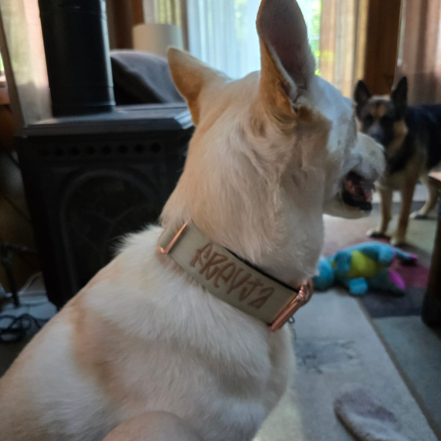 Customer photo review of 2" Tacti Luxe Dog Collar - Rose Gold - Honeydew