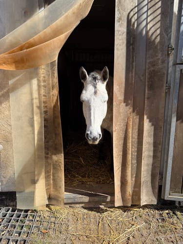 Customer photo review of Strotonin Horse Support