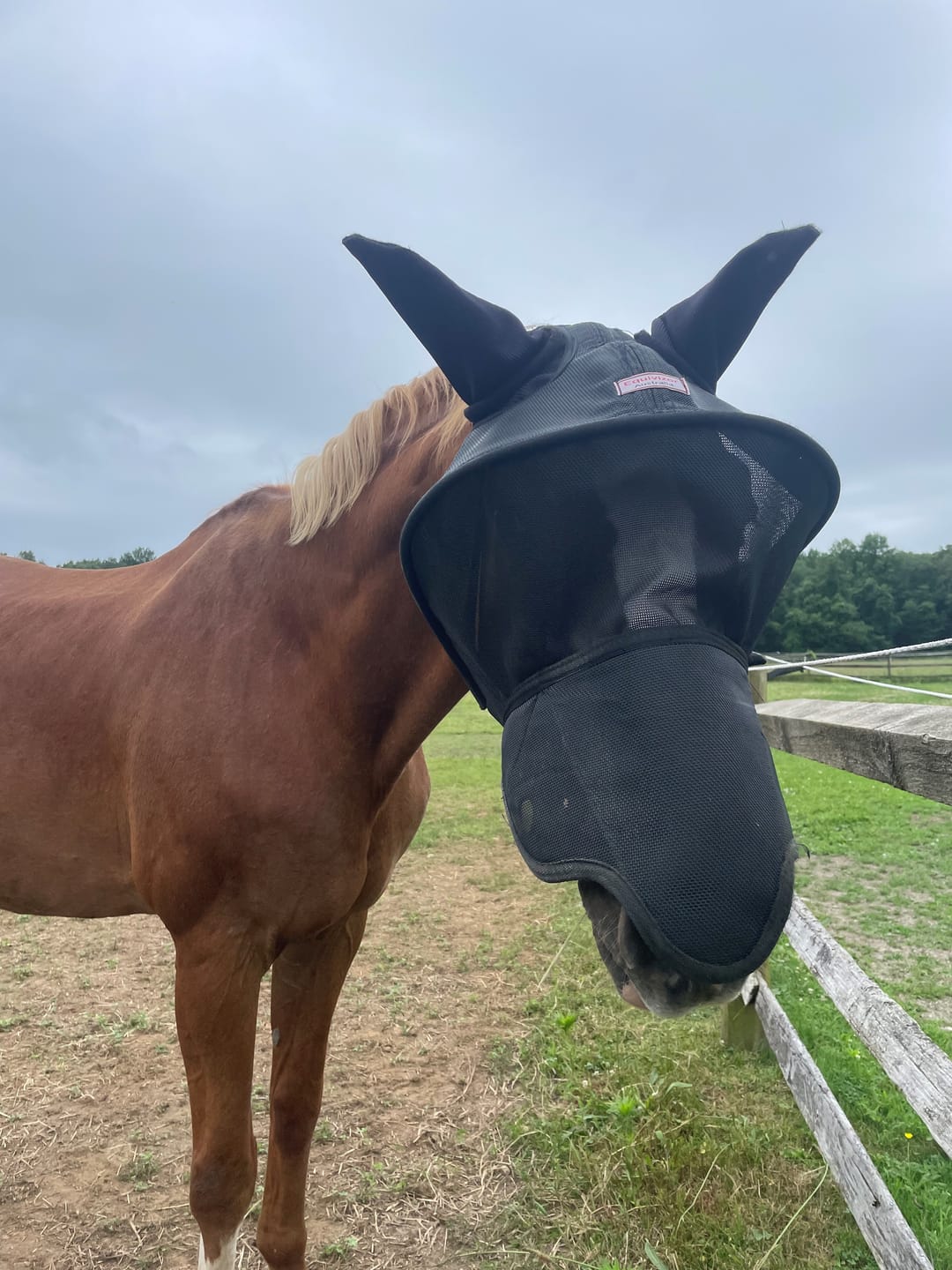 Customer photo review of Solar Vizor Fly Mask - With Ear and Nose Protection - NEW STYLE