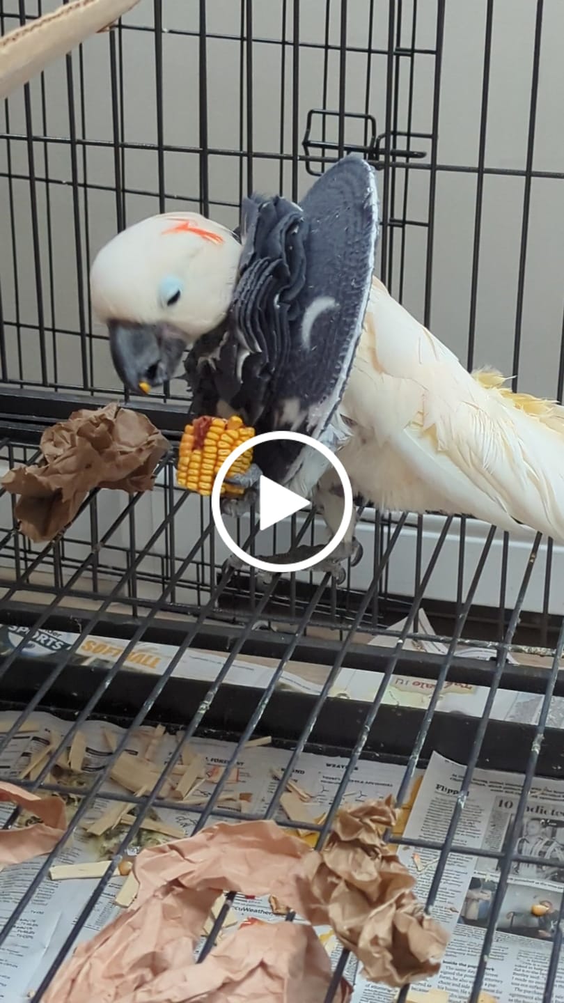Customer video review of Drilled Corn Chunks - 5 Pack
