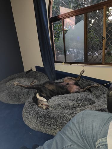 Customer photo review of PaWz Premium Calming Pet Bed with Removable Cover