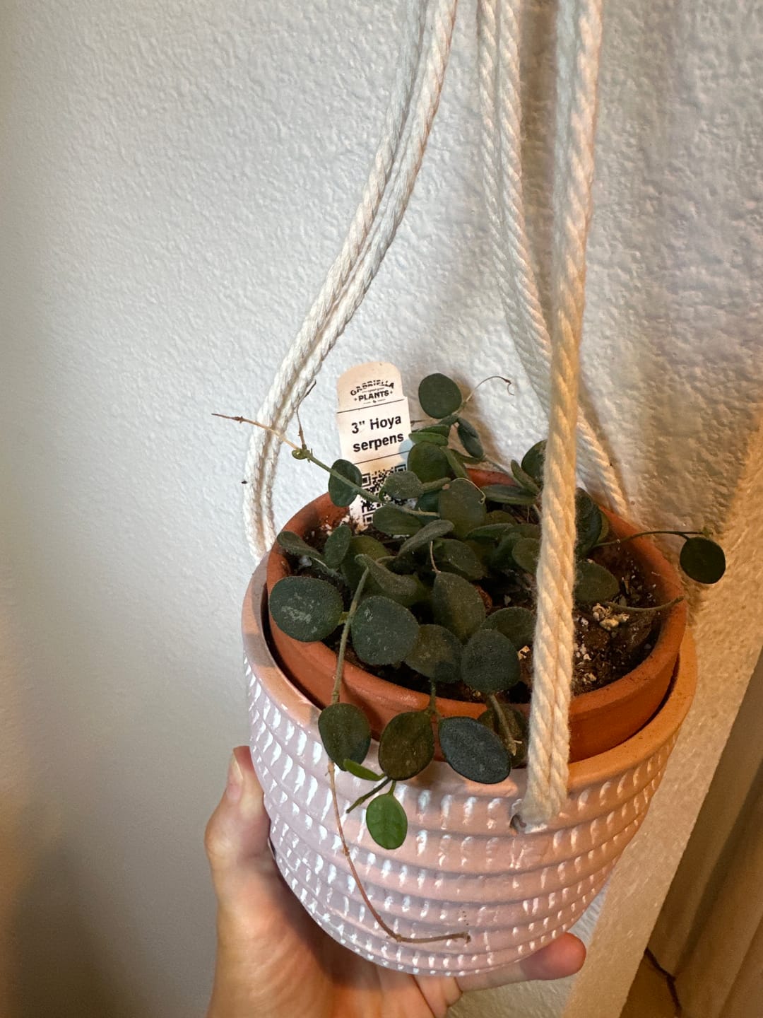 Customer photo review of Hoya serpens