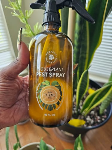 Customer photo review of Houseplant Pest Spray
