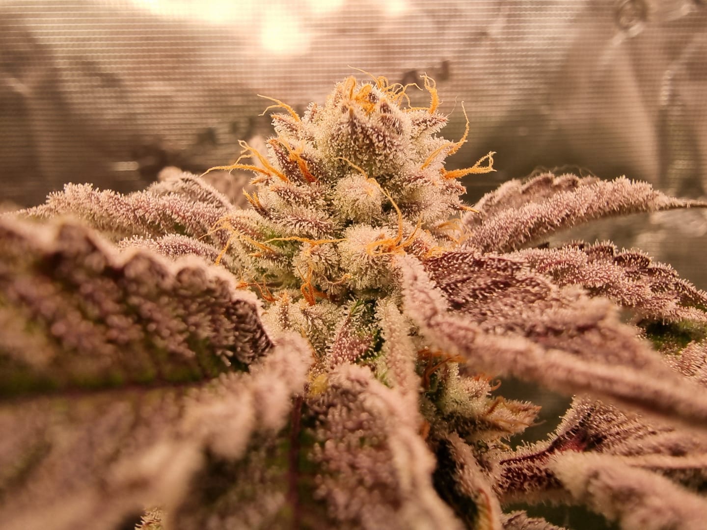 Customer photo review of Hanfstecklinge | Frozen Black Cherry