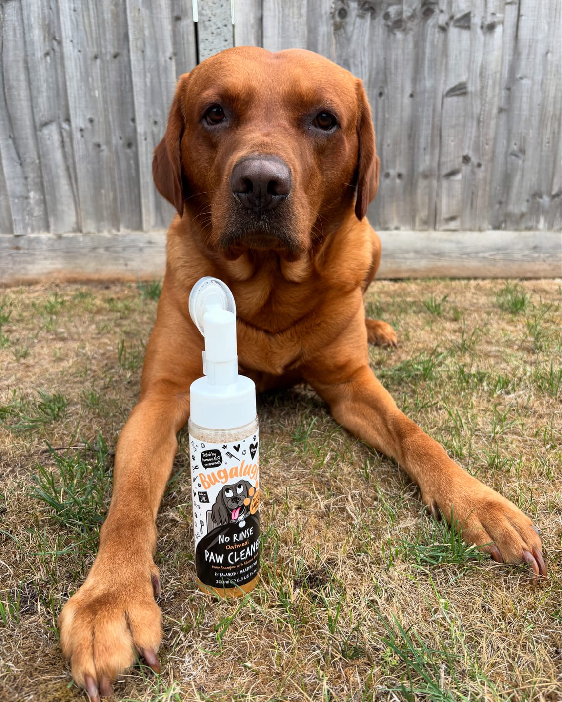 Customer photo review of Oatmeal No Rinse Paw Cleaner for Dogs & Cats