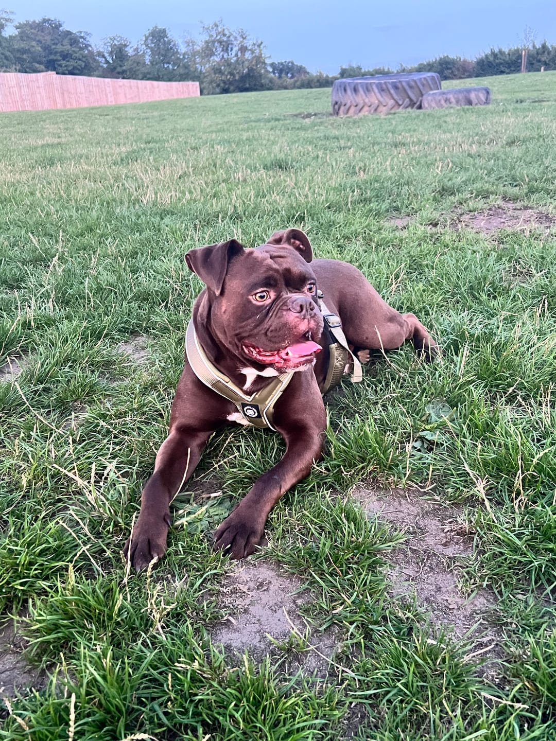 Customer photo review of Slip on Harness | Foam Padded - Khaki