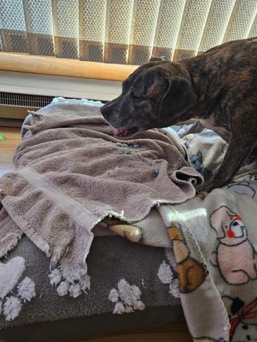 Customer photo review of Blueberry Yak Chews